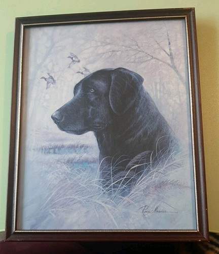 Black labrador framed - framed, picture