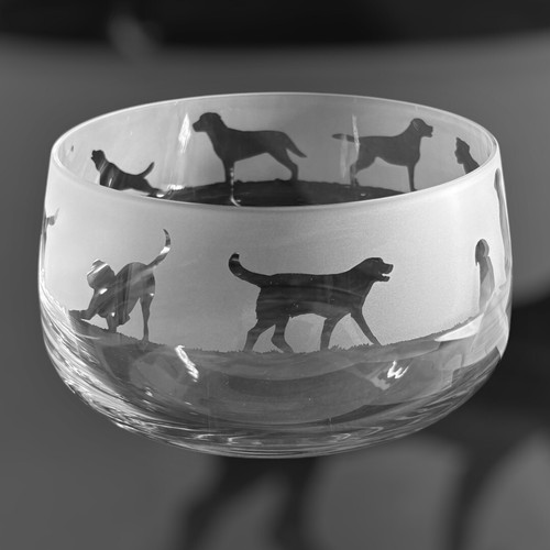 Labrador retriever dog - labrador, frieze