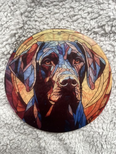 Black chocolate labrador - /, dog