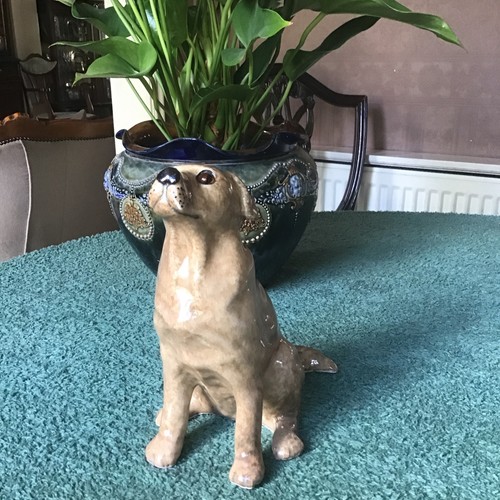 Winstanley labrador dog size - dog,